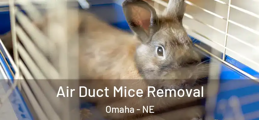 Air Duct Mice Removal Omaha - NE